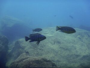 Petrotilapia genalutea 'Chilumba'